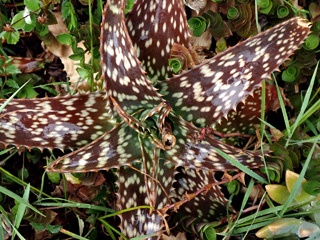 PA310478a.jpg